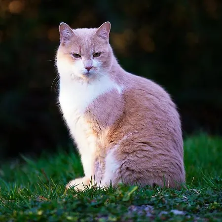 Bed & Breakfast Ardenne Essentielle Daverdisse