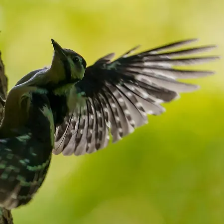 Ardenne Essentielle Frühstückspension 3*