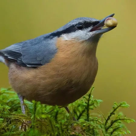 Ardenne Essentielle 3*