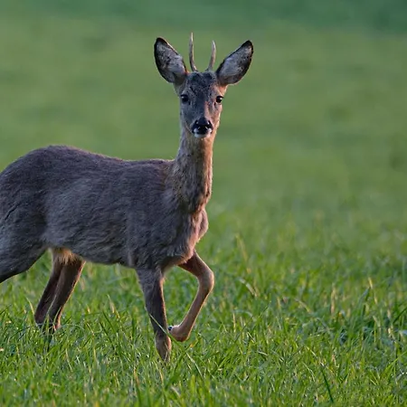 Ardenne Essentielle Bed & Breakfast 3*