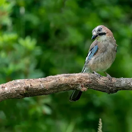 Ardenne Essentielle Bed & Breakfast