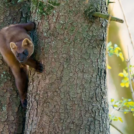 Ardenne Essentielle 3* Daverdisse