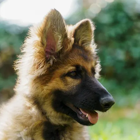 Ardenne Essentielle Daverdisse