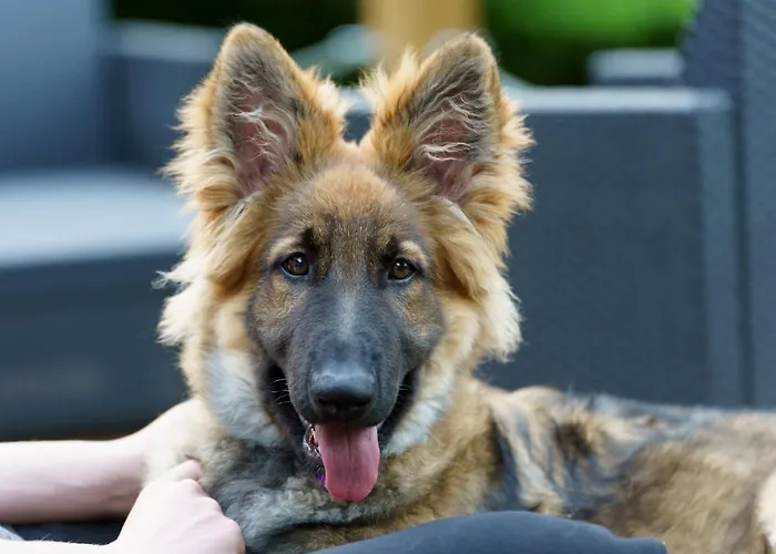 Ardenne Essentielle Daverdisse