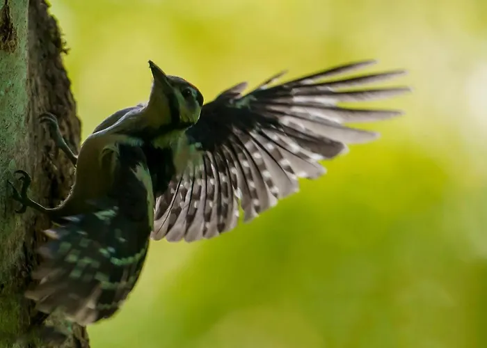 Ardenne Essentielle Frühstückspension 3*