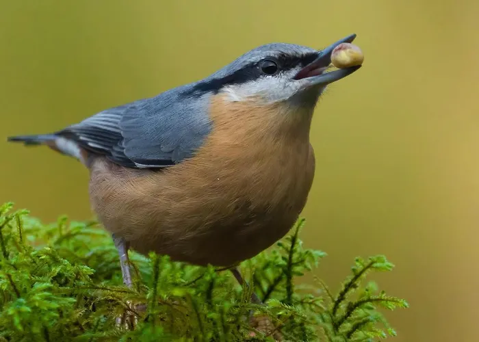 Ardenne Essentielle 3*