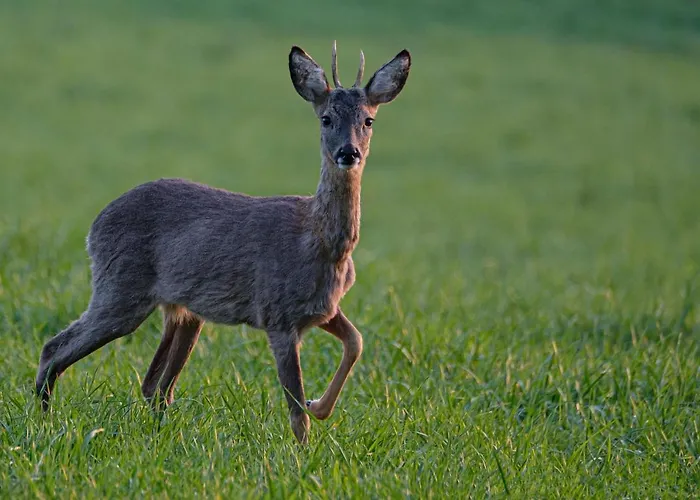 Ardenne Essentielle Frühstückspension 3*