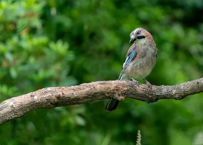 Ardenne Essentielle Frühstückspension