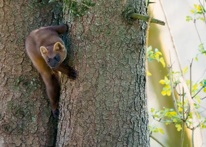 Ardenne Essentielle 3* Daverdisse