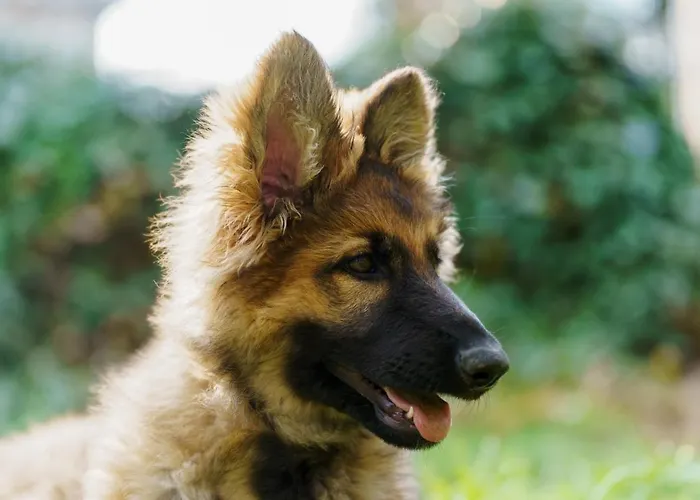 Ardenne Essentielle Daverdisse